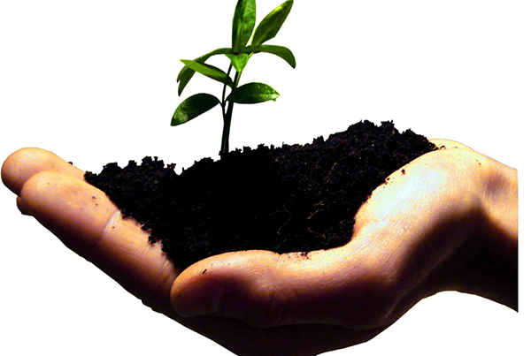 a hand holding soil and plant